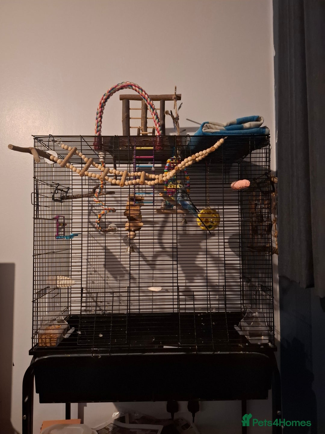 Budgerigars birds for sale: Budgie  - Advert 3