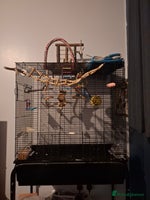 Budgerigars birds Budgie - Advert 7