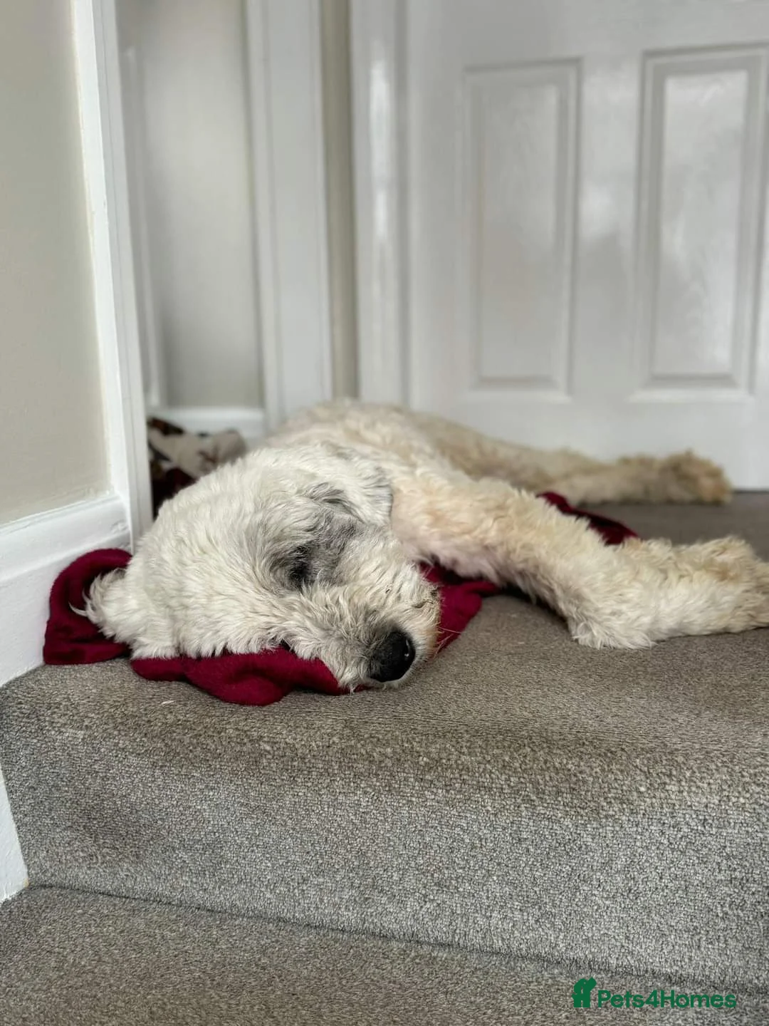 Mixed Breed dogs for adoption: Meet Pixel, currently residing in Lancashire in Blackburn - Advert 4