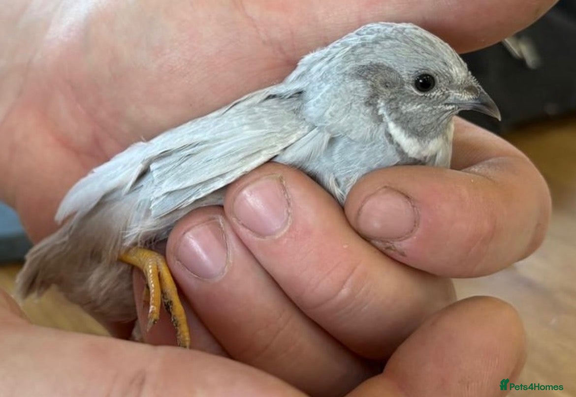 Quail poultry Chinese Painted/Button Quail males  - Advert 1