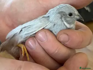 Quail poultry Chinese Painted/Button Quail males - Advert 1