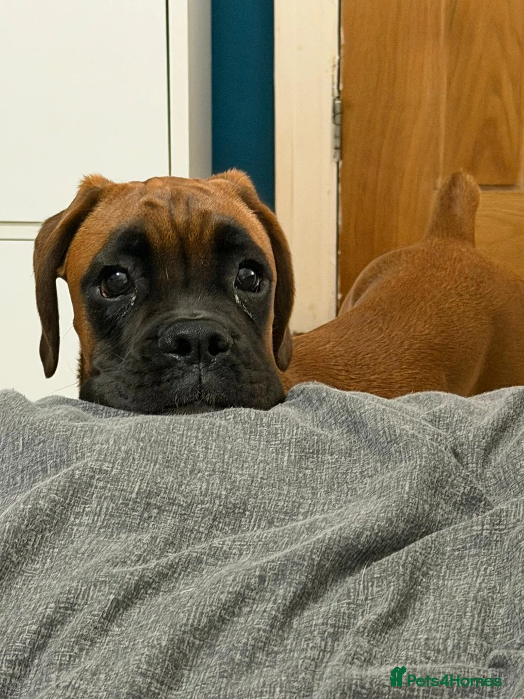 Boxer dogs for sale: Beautiful boxer bitch READ DESCRIPTION CAREFULLY - Advert 3