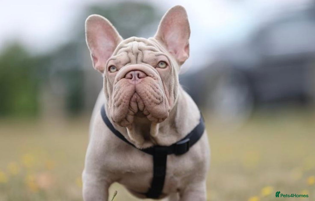 French Bulldog dogs for sale: High DNA French bulldog Male & Females  - Image 15