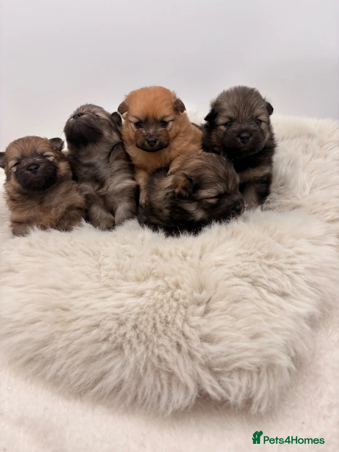 Pomeranian dogs for sale: Beautiful pomerian puppys 🐾🐾 in Egham - Advert 2