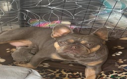 French Bulldog dogs for sale: Fluffy French Bulldog  - Image 7