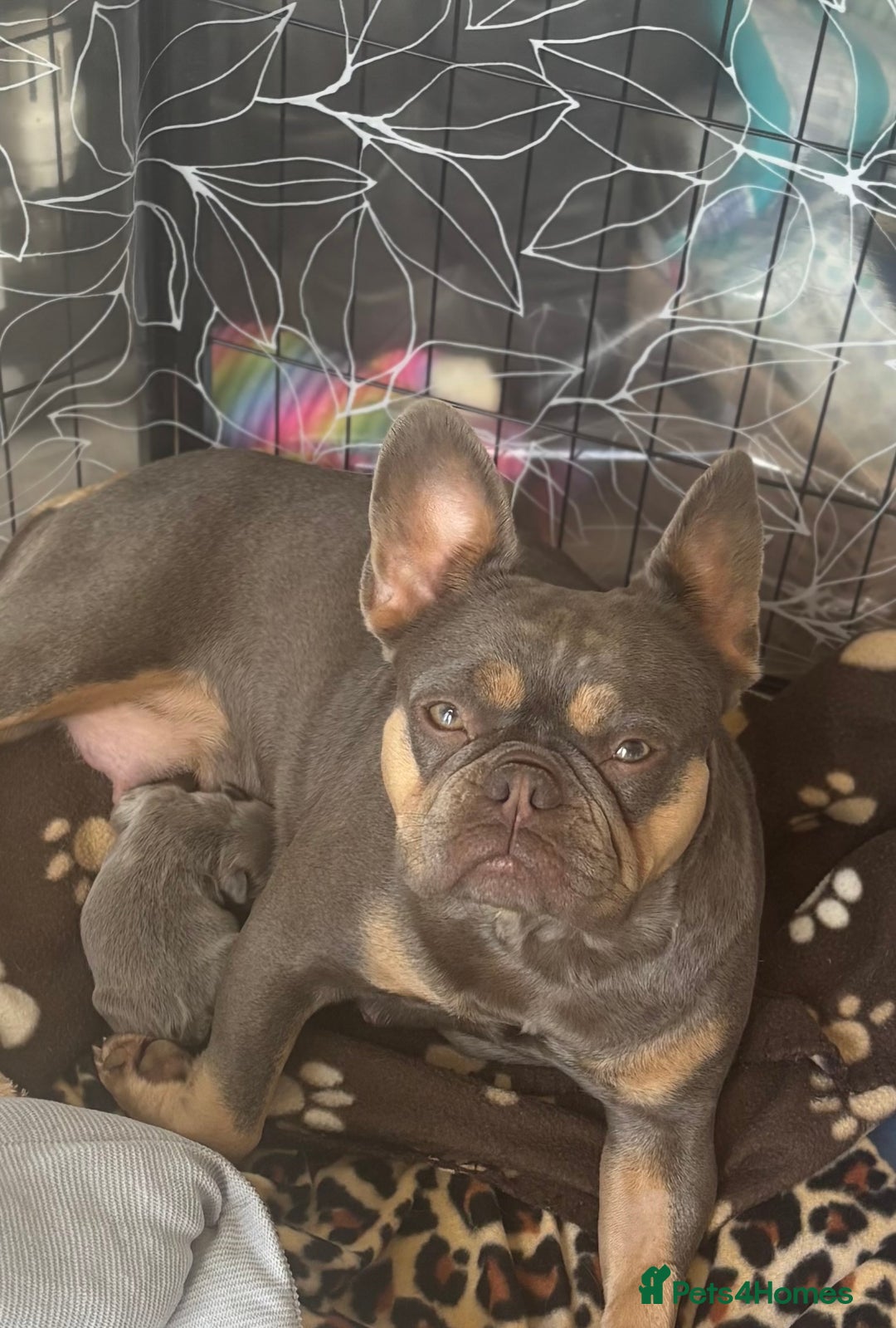 French Bulldog dogs for sale: Fluffy French Bulldog  - Image 7