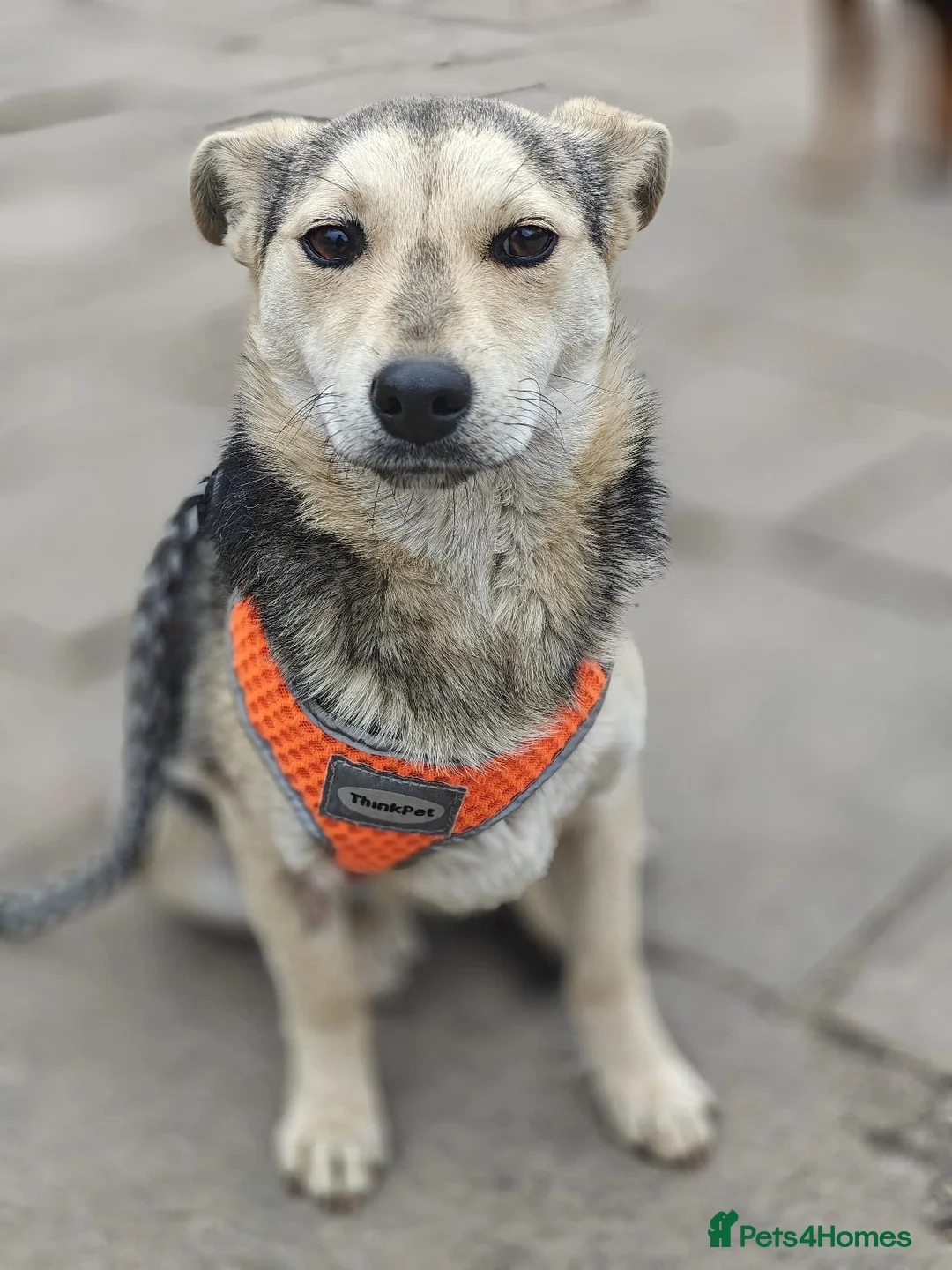Mixed Breed dogs for adoption: ❤️🐶 MAREE – SHE LOOKS INTO YOUR EYES in Burton-on-Trent - Advert 20