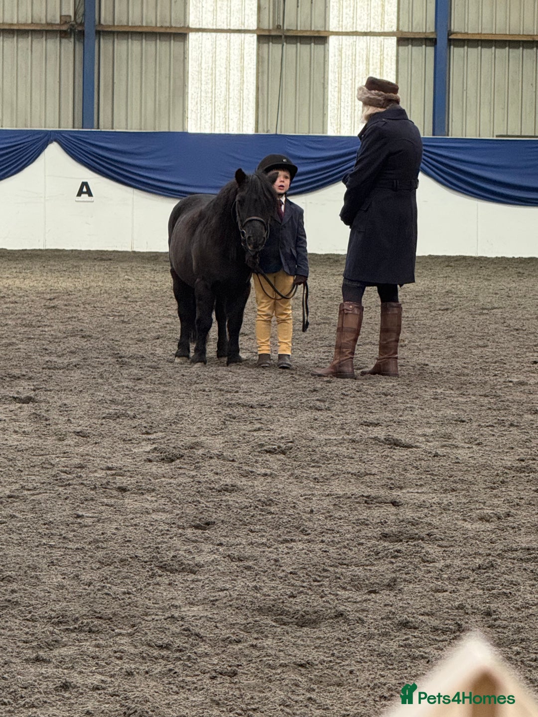 Shetland pony horses for sale: Shetland gelding  - Advert 4