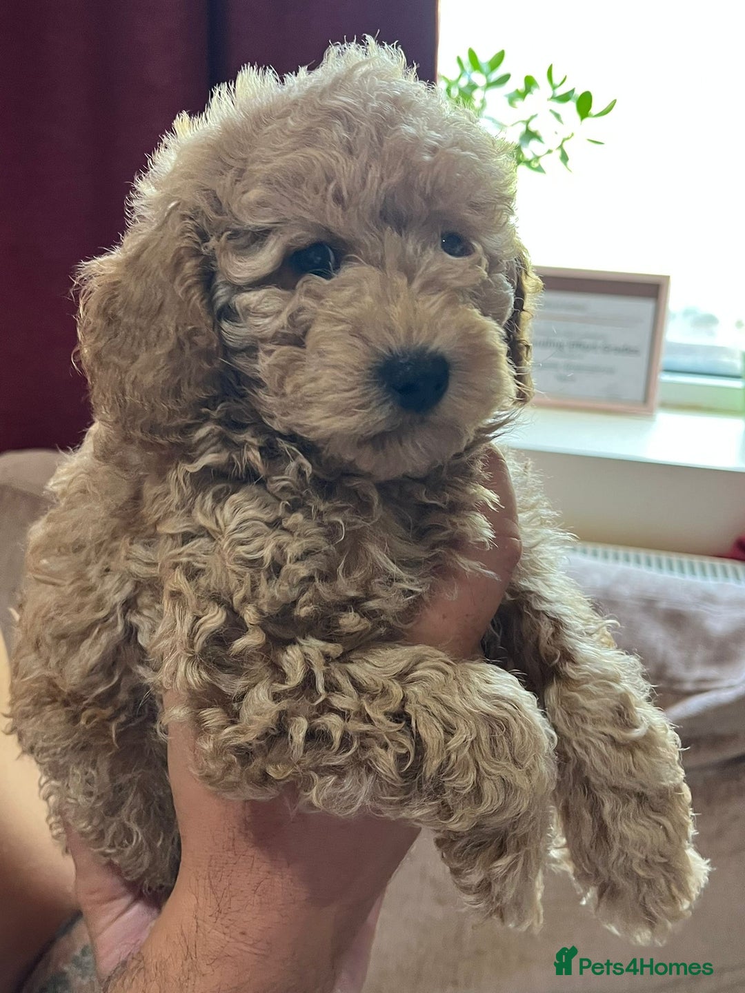 Maltipoo dogs for sale: Maltipoo Puppies - Image 8