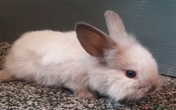 Mixed Breed rabbits for sale: Lion head mini lops 😍 in Sheffield - Image 3