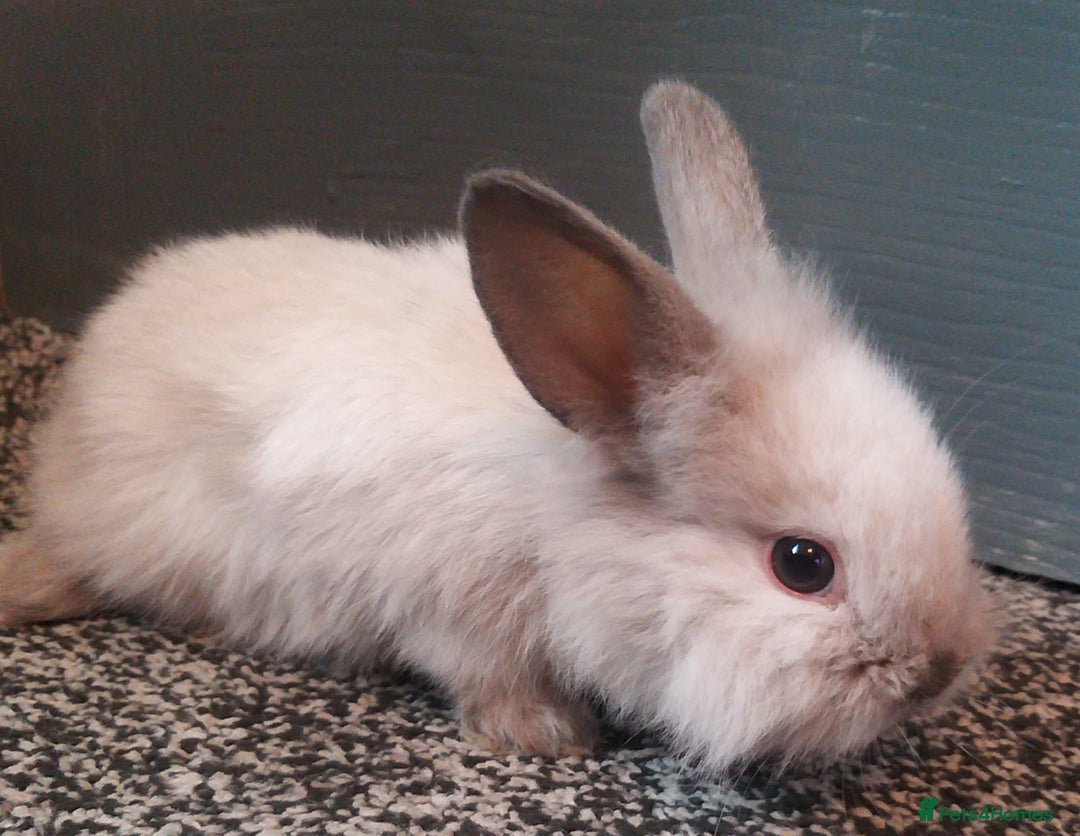 Mixed Breed rabbits for sale: Lion head mini lops 😍 in Sheffield - Image 3