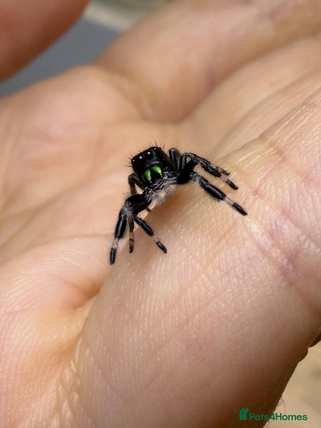 Spiders invertebrates for sale: Apalachicola Jumping spider x5  - Advert 2