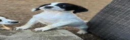 English Springer Spaniel dogs for sale: KC Registered springer spaniel puppies for sale  - Advert 4