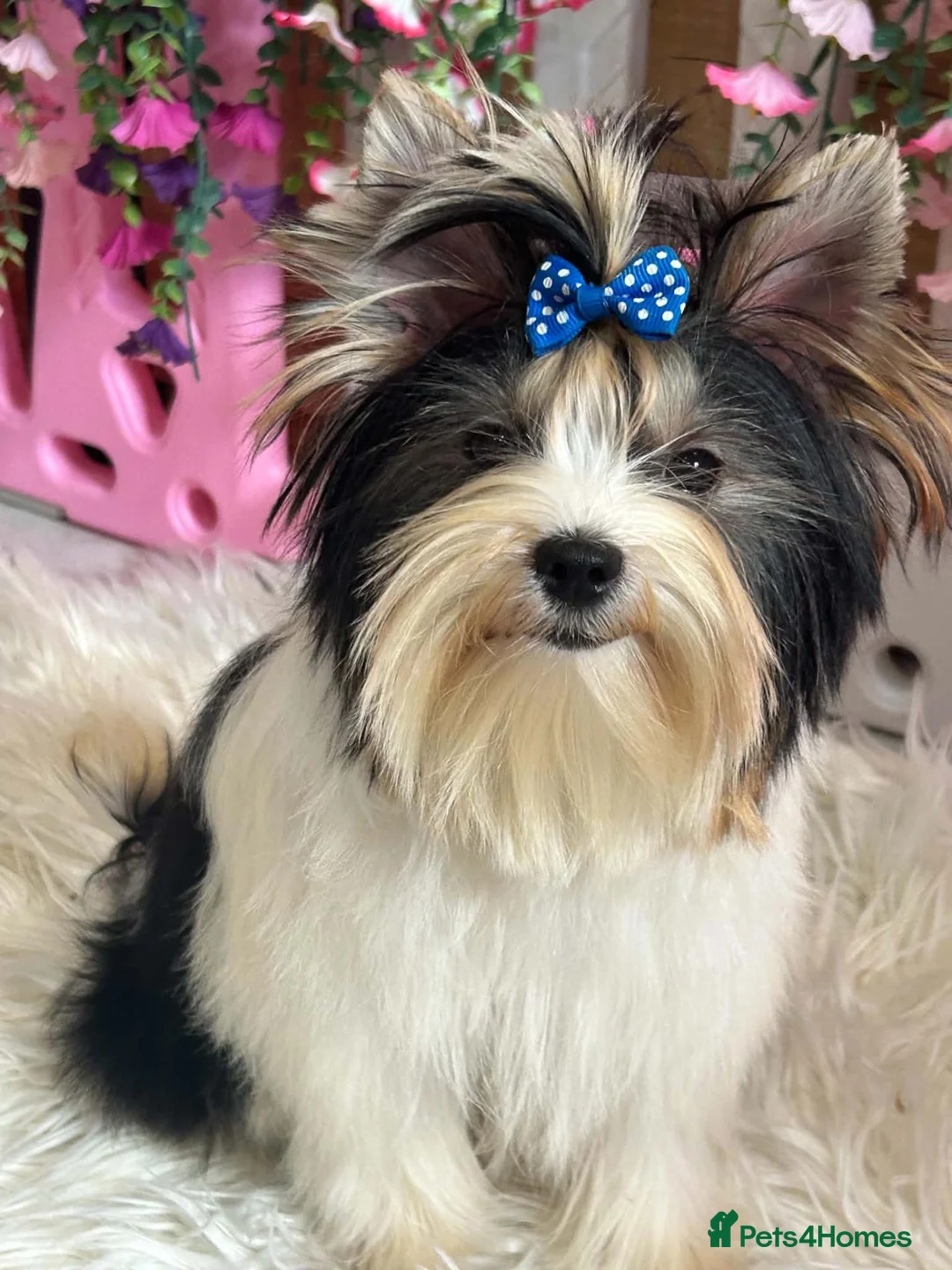 Yorkshire Terrier dogs for sale: Beautiful Biewer Yorkshire Terrier Girl - Advert 2