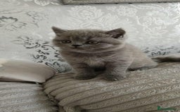 British Shorthair cats for sale: Gorgeous blue britishshorthair/persian - Image 3