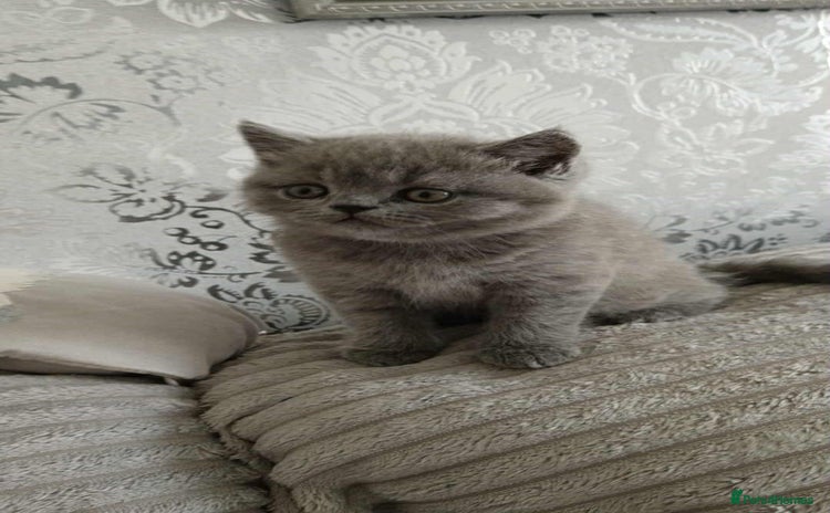 British Shorthair cats - Advert 3