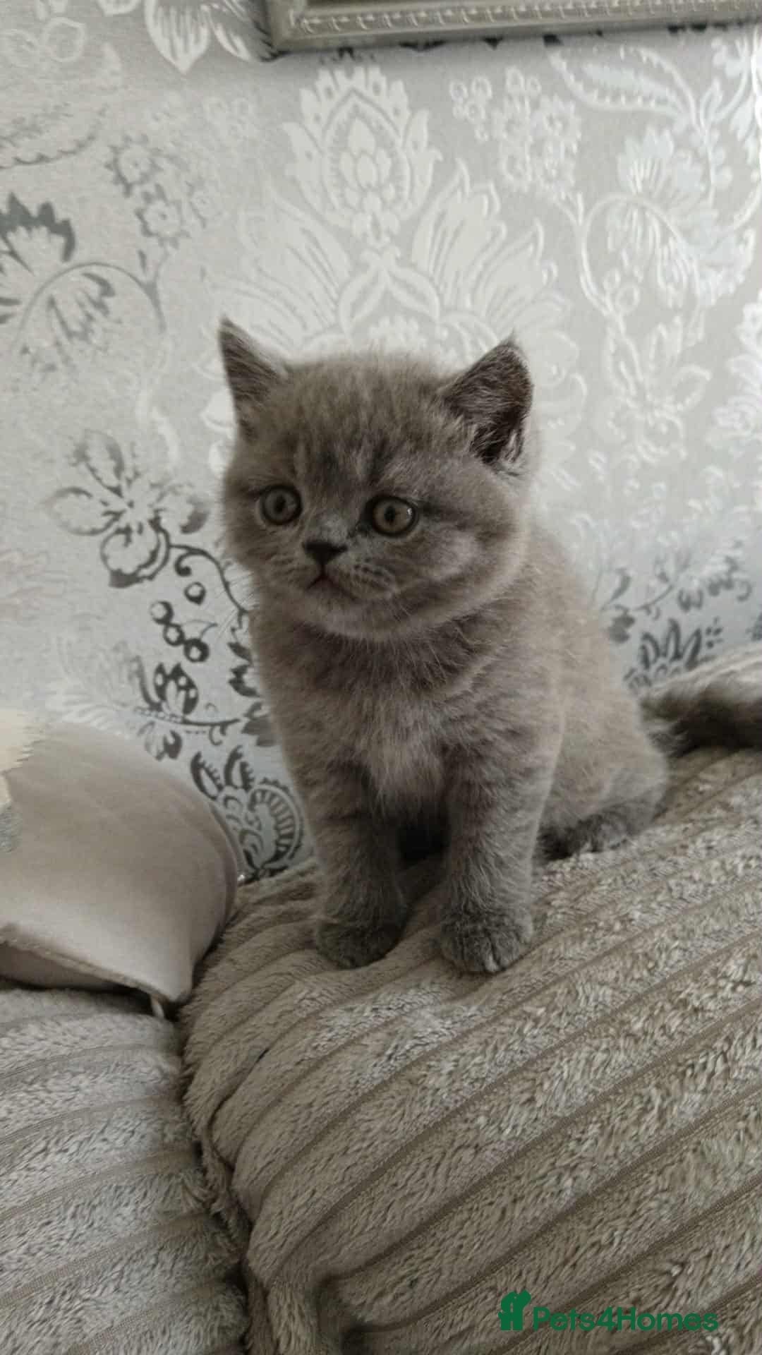British Shorthair cats for sale: Gorgeous blue britishshorthair/persian - Image 3