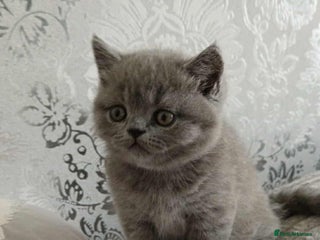 British Shorthair cats - Advert 10