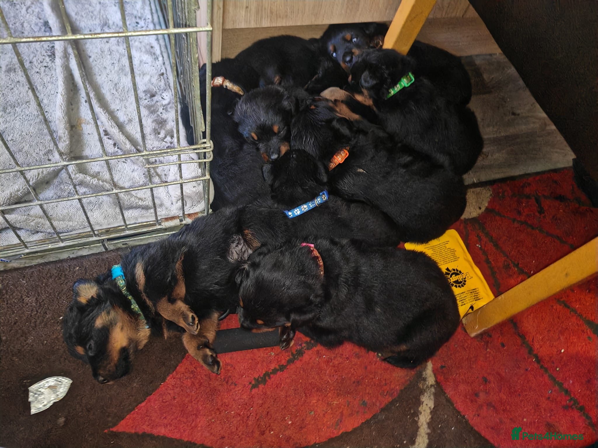 Rottweiler dogs 9 Beautiful Healthy German Rottweilers - Advert 19