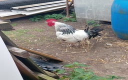 Chickens poultry for sale: 5 Light sussex  - Image 3