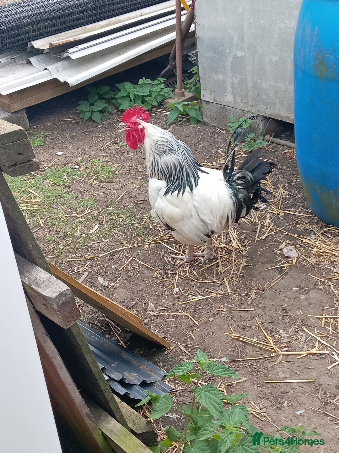 Chickens poultry for sale: 5 Light sussex  - Image 3