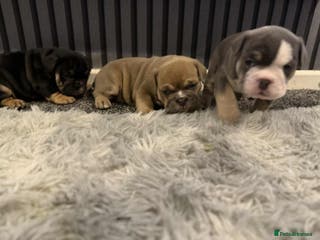 Mixed Breed dogs 3/4 English bulldog x 1/4 French bulldog - Advert 2