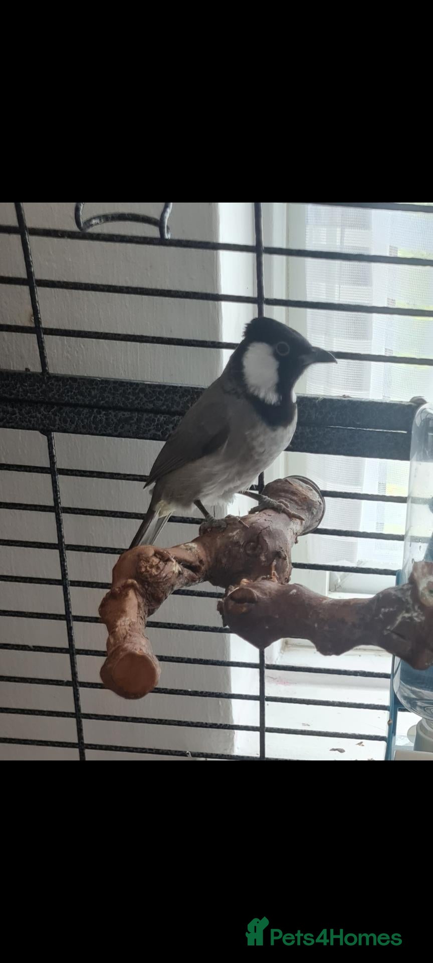 Mixed Breed birds Female iraqi bulbul  - Advert 1