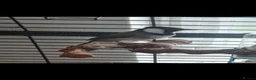 Mixed Breed birds for sale: Female iraqi bulbul  in London - Advert 1