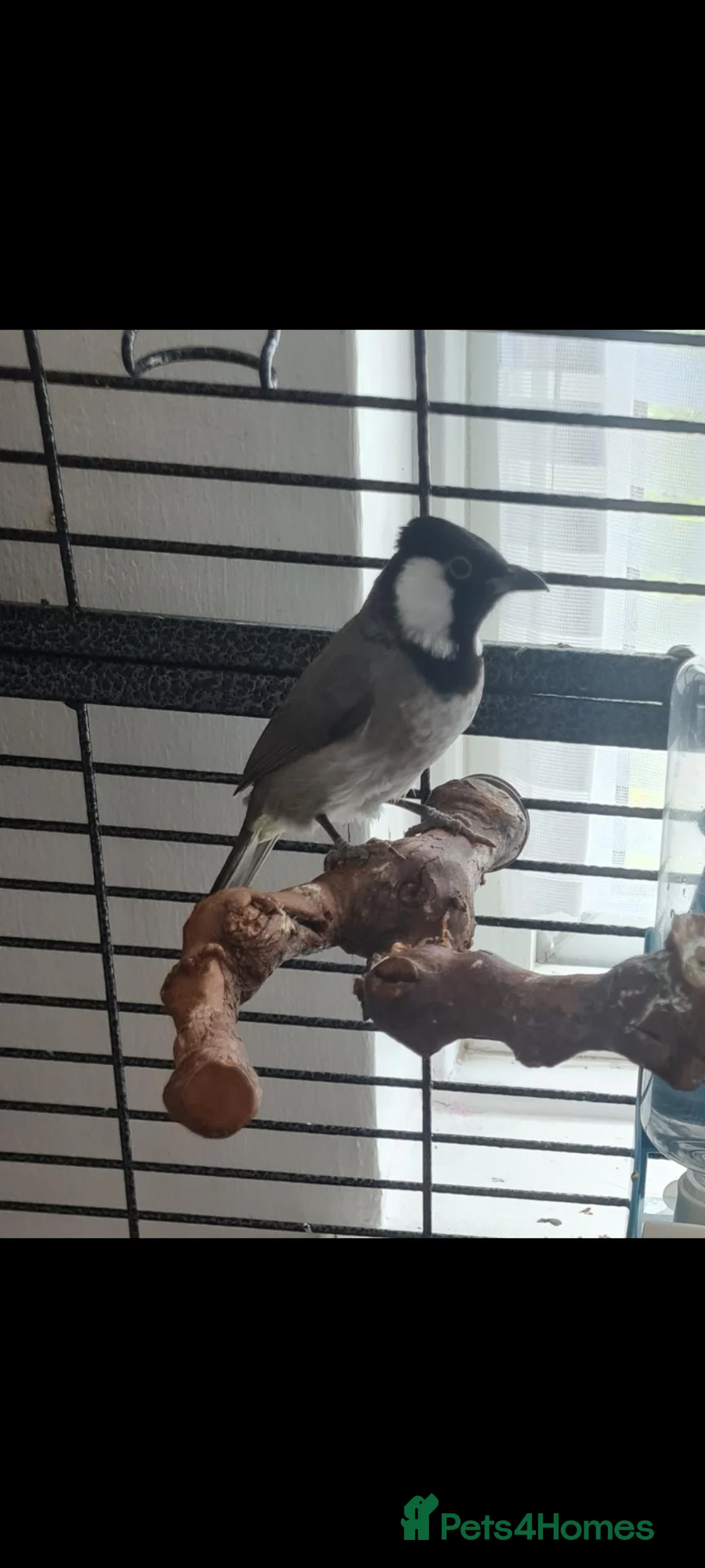 Mixed Breed birds for sale: Female iraqi bulbul  in London - Advert 1