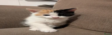 Mixed Breed Kitten 2