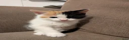 Mixed Breed cats for sale: 2 Female Calico Kittens Looking For Loving Homes in Bournemouth - Advert 2