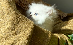 Persian cats for sale: TICA reg Silver & Golden Chinchilla Persians  - Image 7