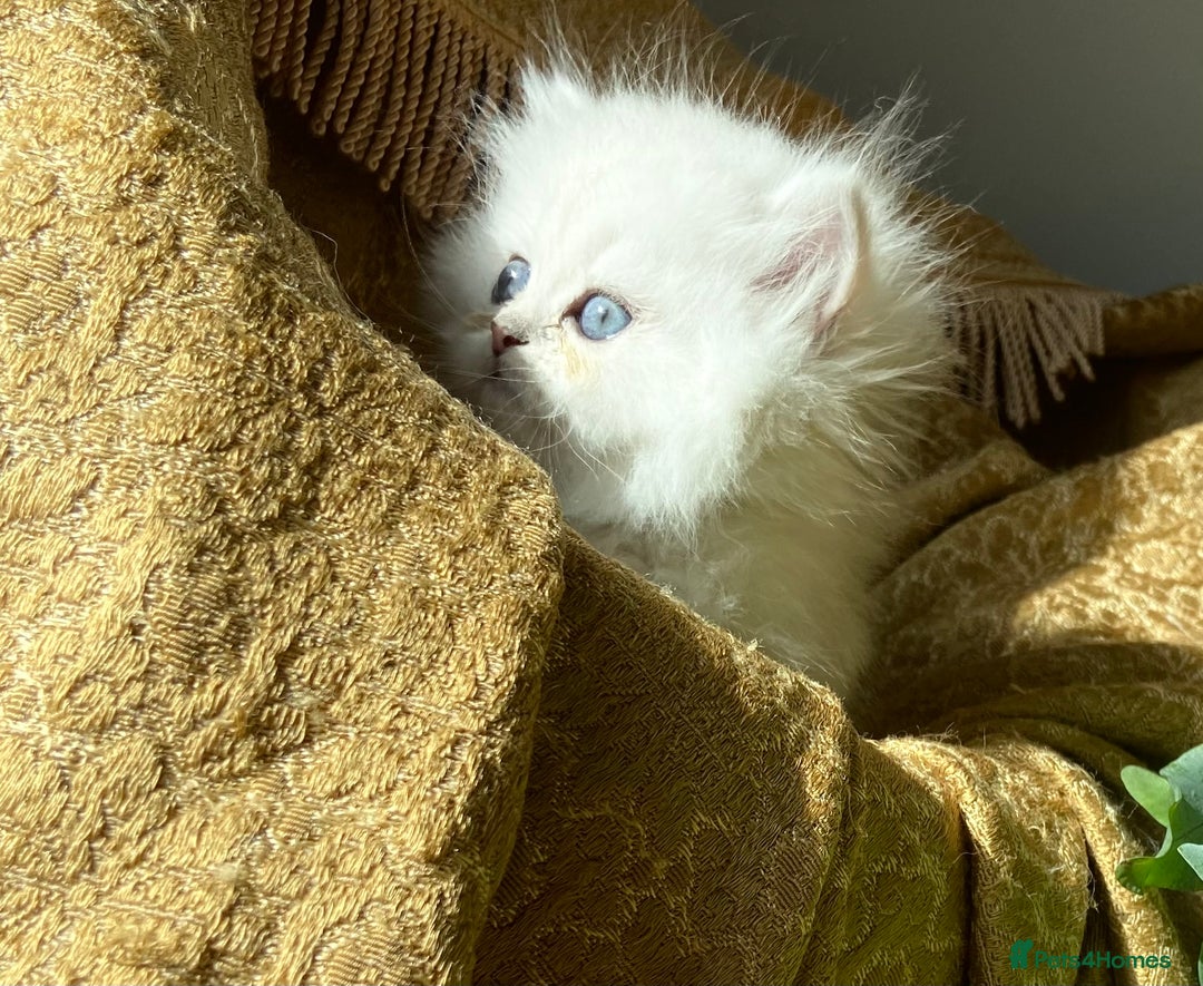 Persian cats for sale: TICA reg Silver & Golden Chinchilla Persians  - Image 7