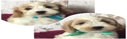 Cavapoo dogs for sale: Adorable Cockalierpoo pups ( so cute) - Advert 12