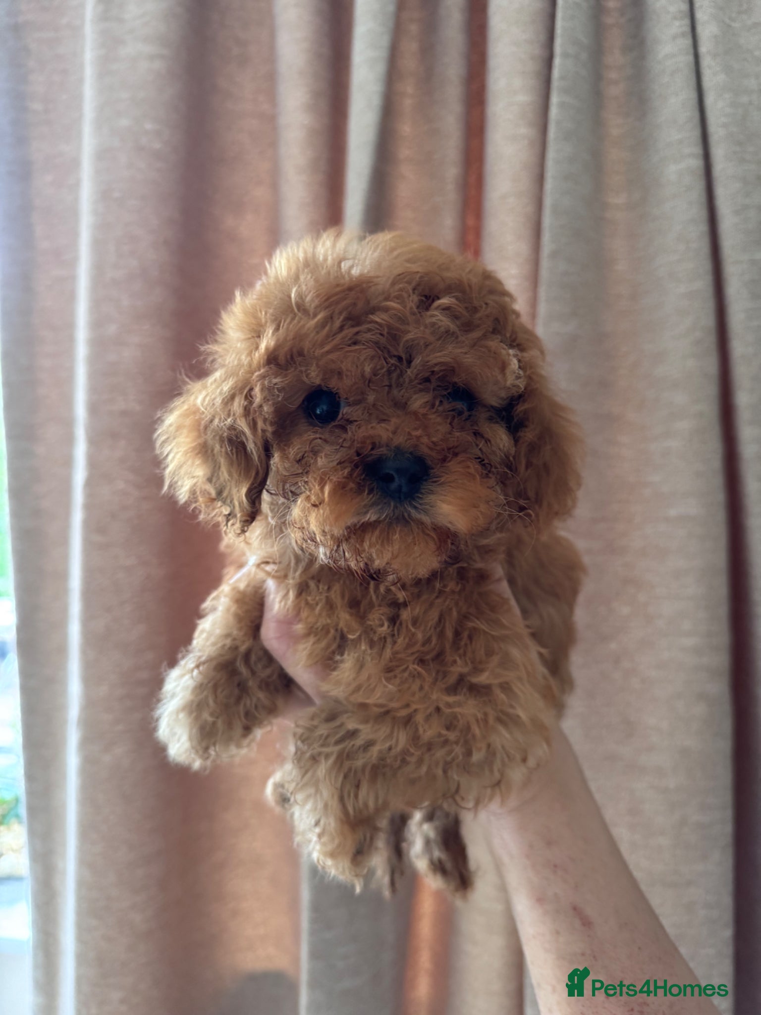 Cavapoo dogs Deep red cavapoos - Advert 1