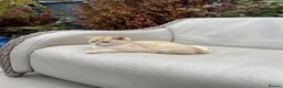 Scottish Fold cats for sale: PUREBRED GOLDEN CHINCHILLA SCOTTISH FOLD KITTENS  - Advert 6