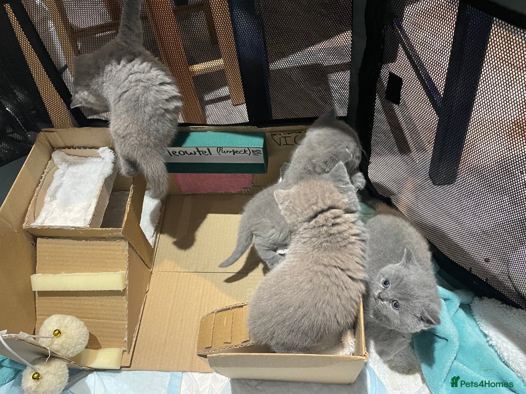 British Shorthair cats for sale: 💕Pure BSH Kittens – Family Raised, Ready December - Image 25