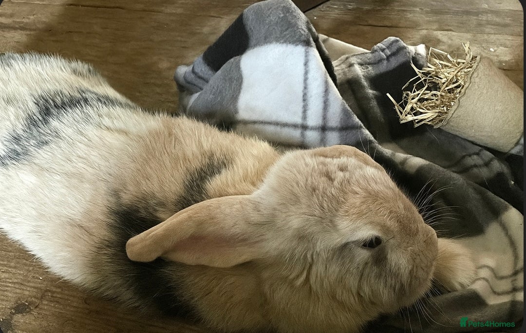 Harlequin rabbits for sale: Female lop - Advert 3