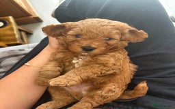 Cavapoo dogs for sale: Cavapoo Puppies  - Image 10