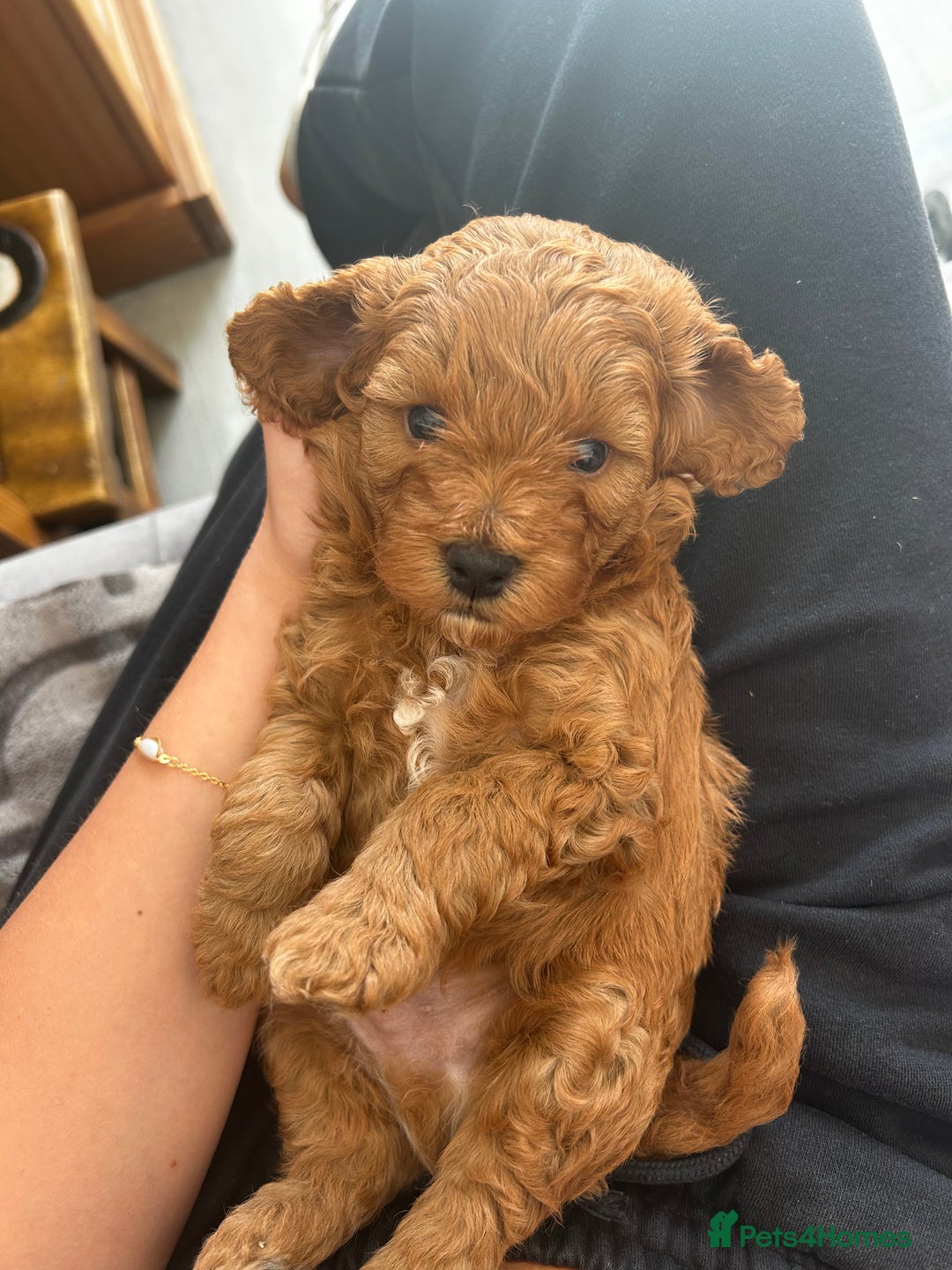 Cavapoo dogs for sale: Cavapoo Puppies  - Image 10