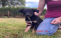 Mixed Breed dogs for sale: Collie x Huntaway - Image 9