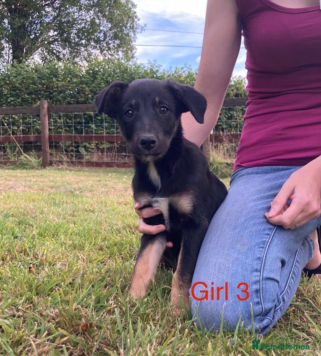 Mixed Breed dogs for sale: Collie x Huntaway - Image 9