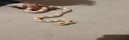 Corn Snake reptiles for sale: Cleo the Corn Snake is looking for a new home in Ashtead - Advert 4