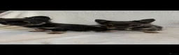 Chihuahua dogs for sale: Chihuahua puppies  - Advert 3