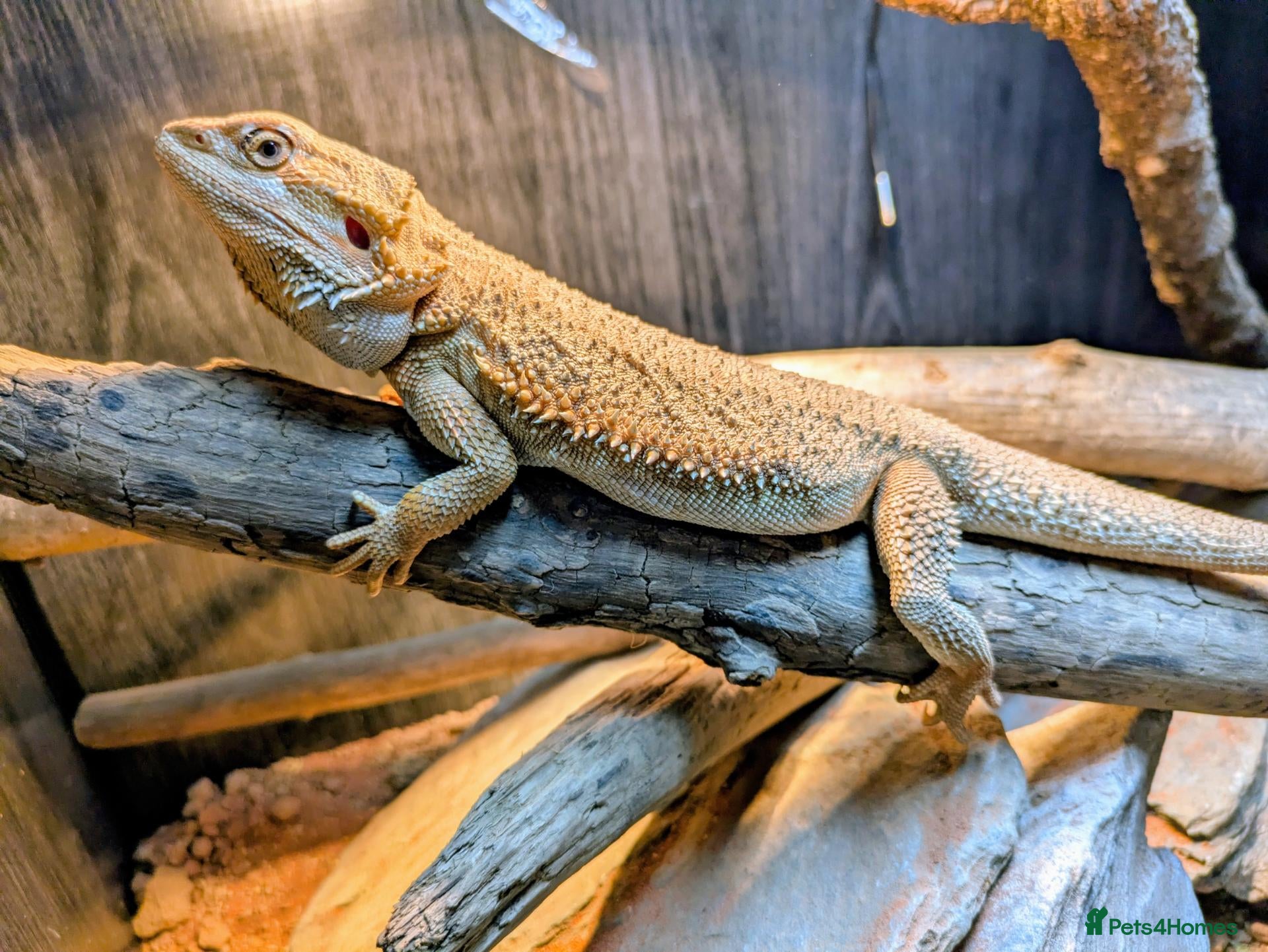 Bearded Dragon reptiles for sale: Bearded Dragon plus 4ft varium and full set up - Advert 3