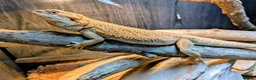 Bearded Dragon reptiles for sale: Bearded Dragon plus 4ft varium and full set up - Advert 1