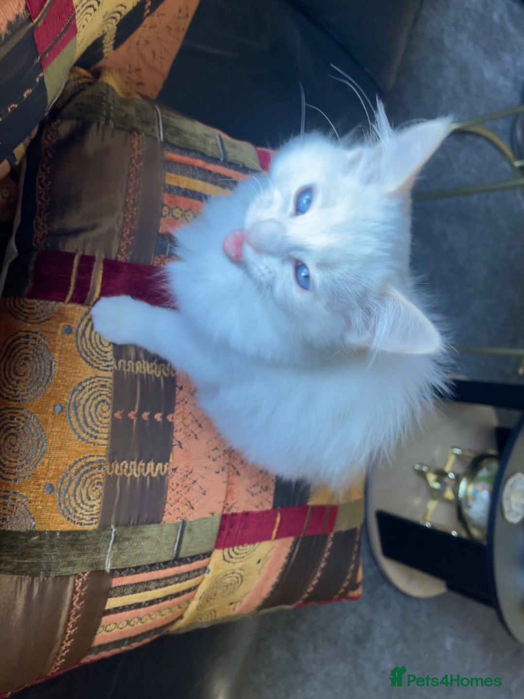 Ragdoll cats for sale: Ragdoll adults Purebred pedigree 5 generations  - Advert 31