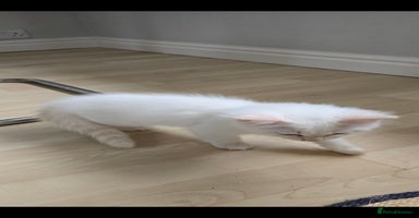 Ragdoll cats - Advert 13