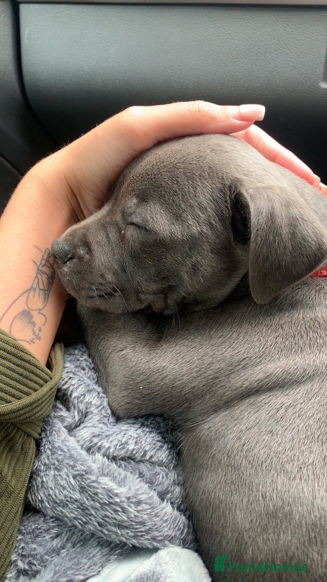 Staffordshire Bull Terrier dogs for sale: Blue brindle staffy - Image 1