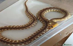 Python Snake reptiles for sale: 2023 FEMALE WORMA PYTHON FOR SALE  - Image 4